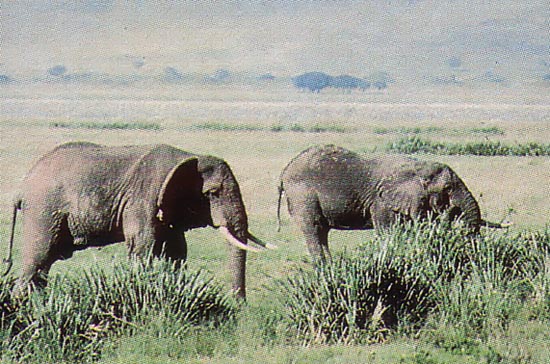 Tanzania's Ngorongoro Crater teems with wildlife, such as these elephants.
